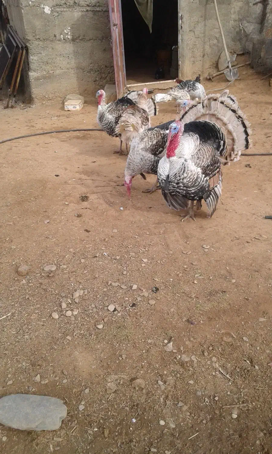 بوقلمون محلی|حیوانات مزرعه|بوکان, |دیوار