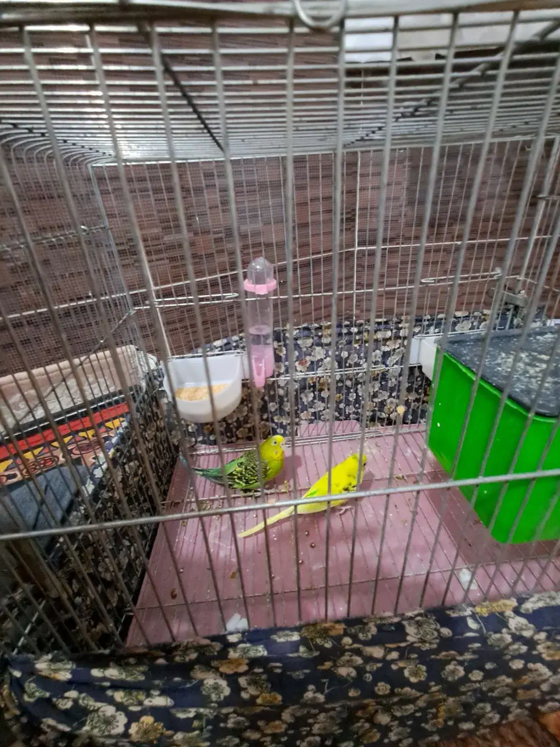 یک جفت مرغ عشق فروش و معاوضه|پرنده|اردبیل, |دیوار