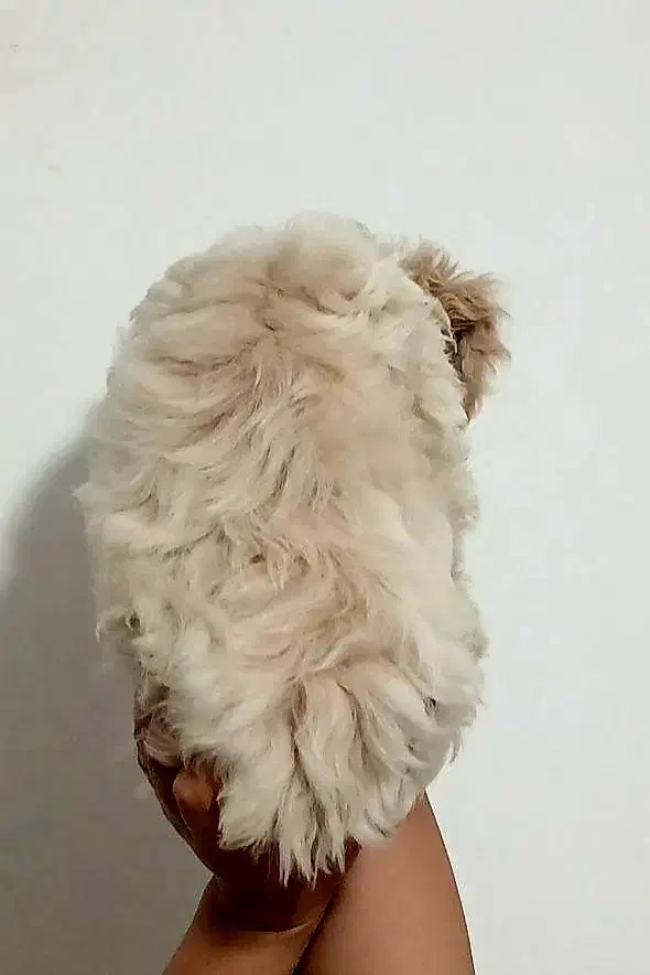 میکس مالتیز پودل|سگ|رشت, گیل|دیوار