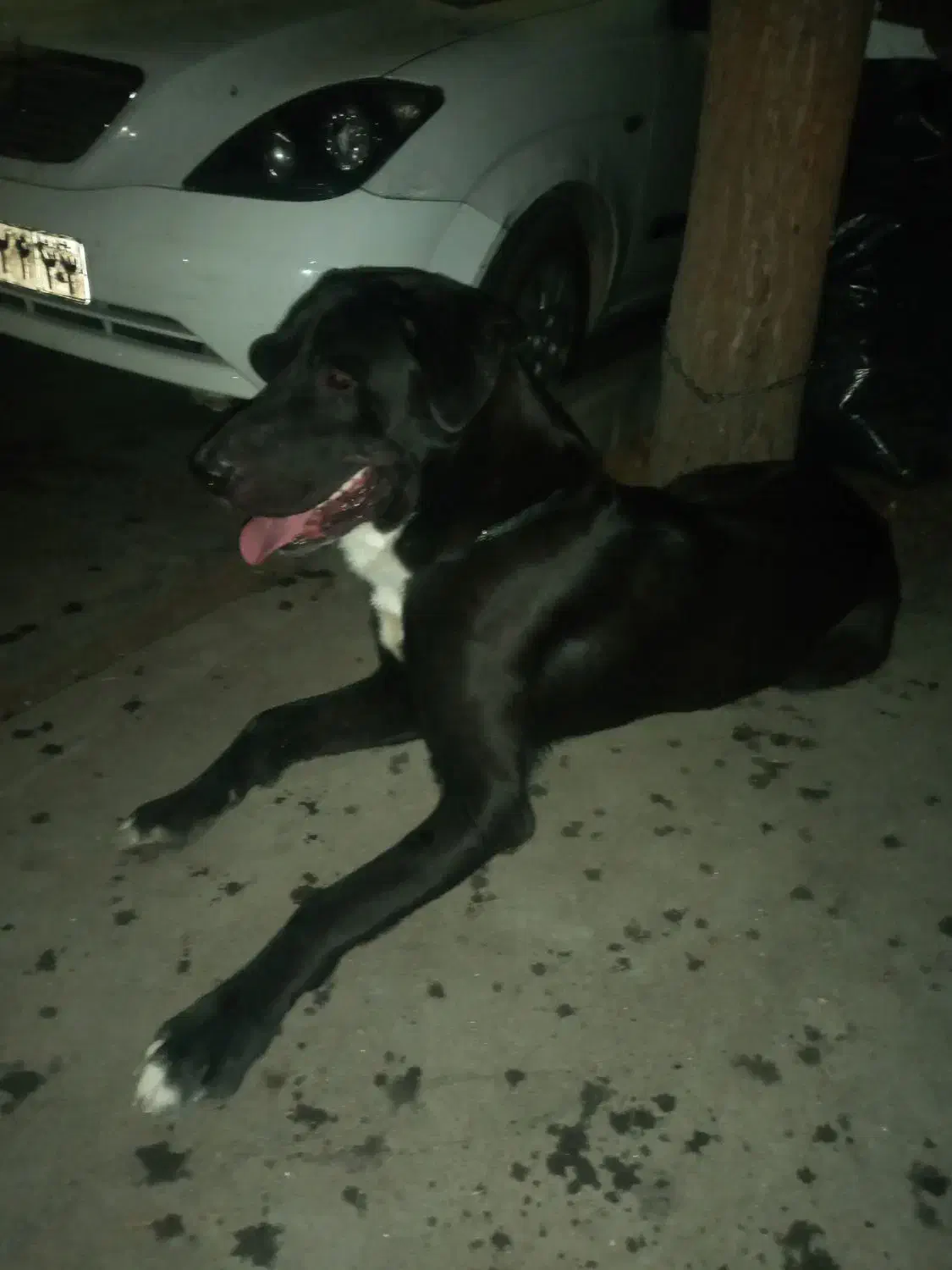 سگ نگهبان|سگ|تهران, فلاح|دیوار