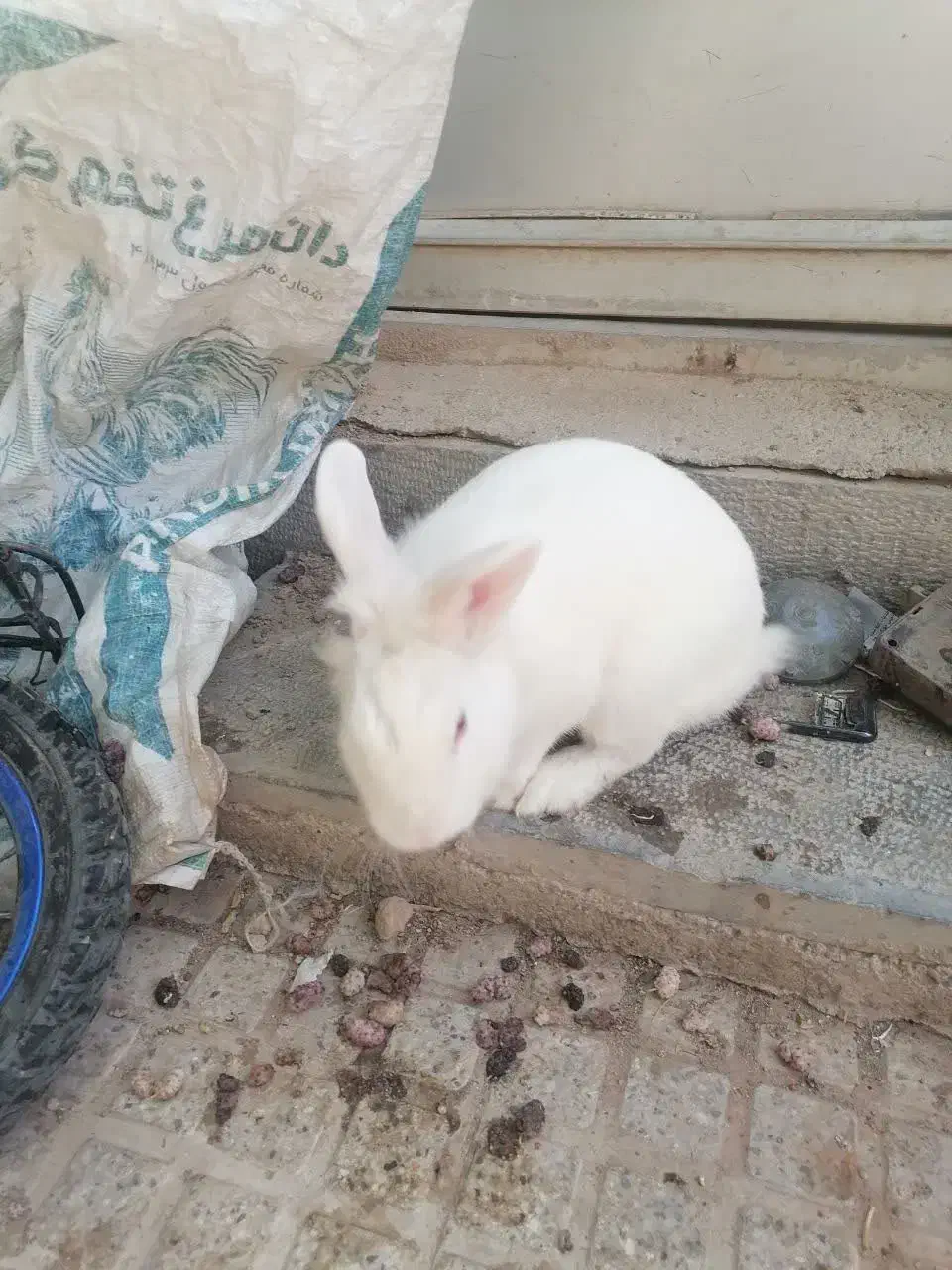 خرگوش|موش و خرگوش|شهرضا, |دیوار