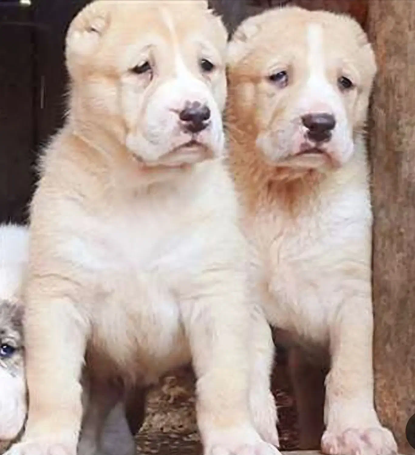 سگ الابای|سگ|فیروزکوه, |دیوار