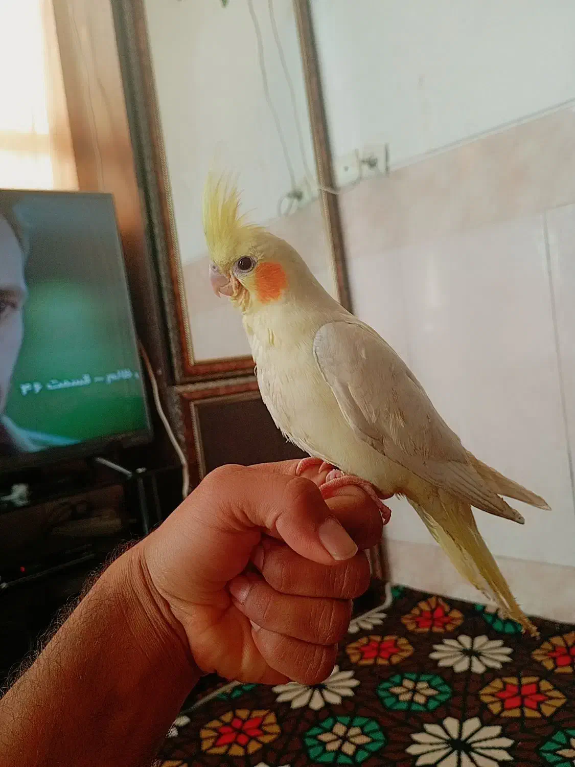 عروس هلندی جوجه|پرنده|یزد, |دیوار