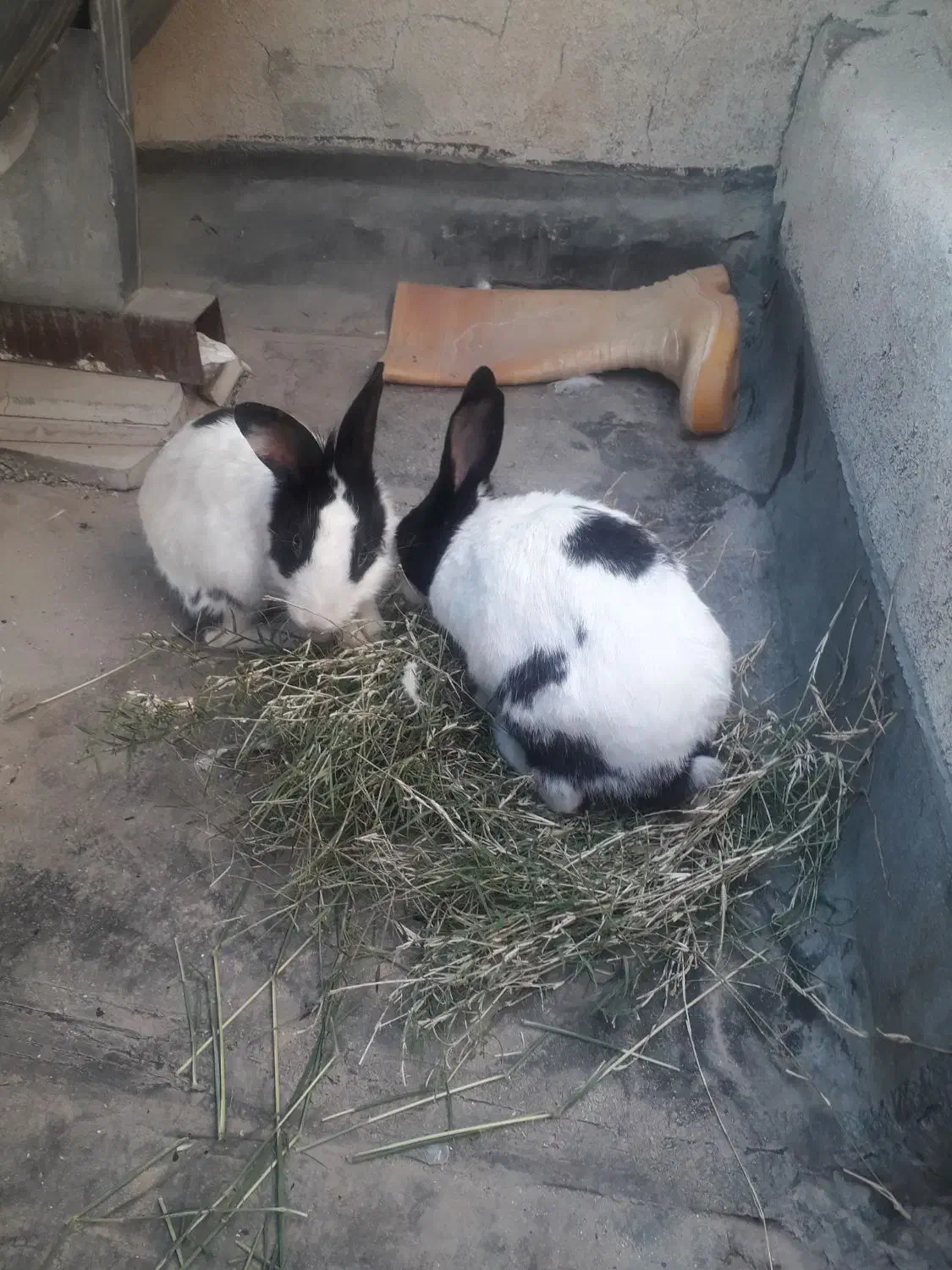 خرگوش زیبا ۲ عدد|موش و خرگوش|دزفول, |دیوار