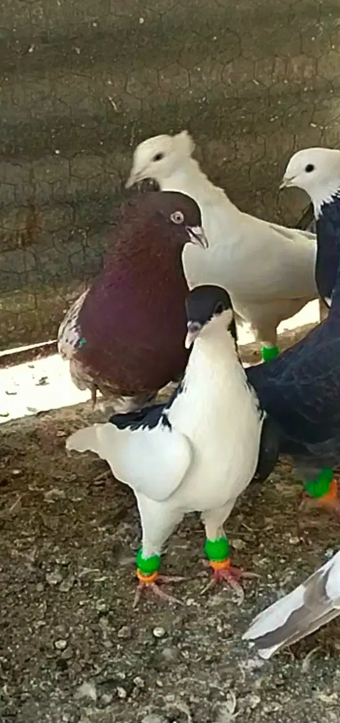 کبوتر|پرنده|تاکستان, |دیوار