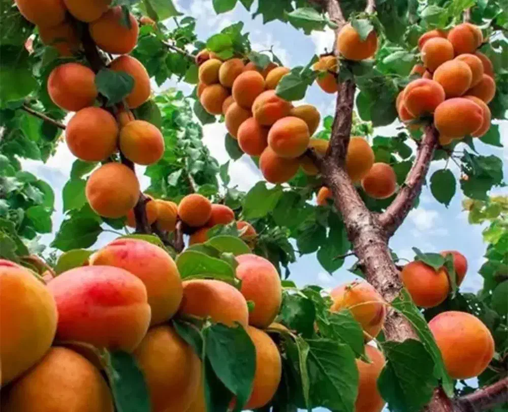 نهال زرد آلو عسگرآبادی|گل و گیاه طبیعی|تالش, هشتپر|دیوار