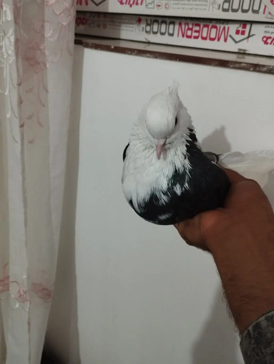 ابلق  تیکه پاره ماده|پرنده|مینودشت, |دیوار