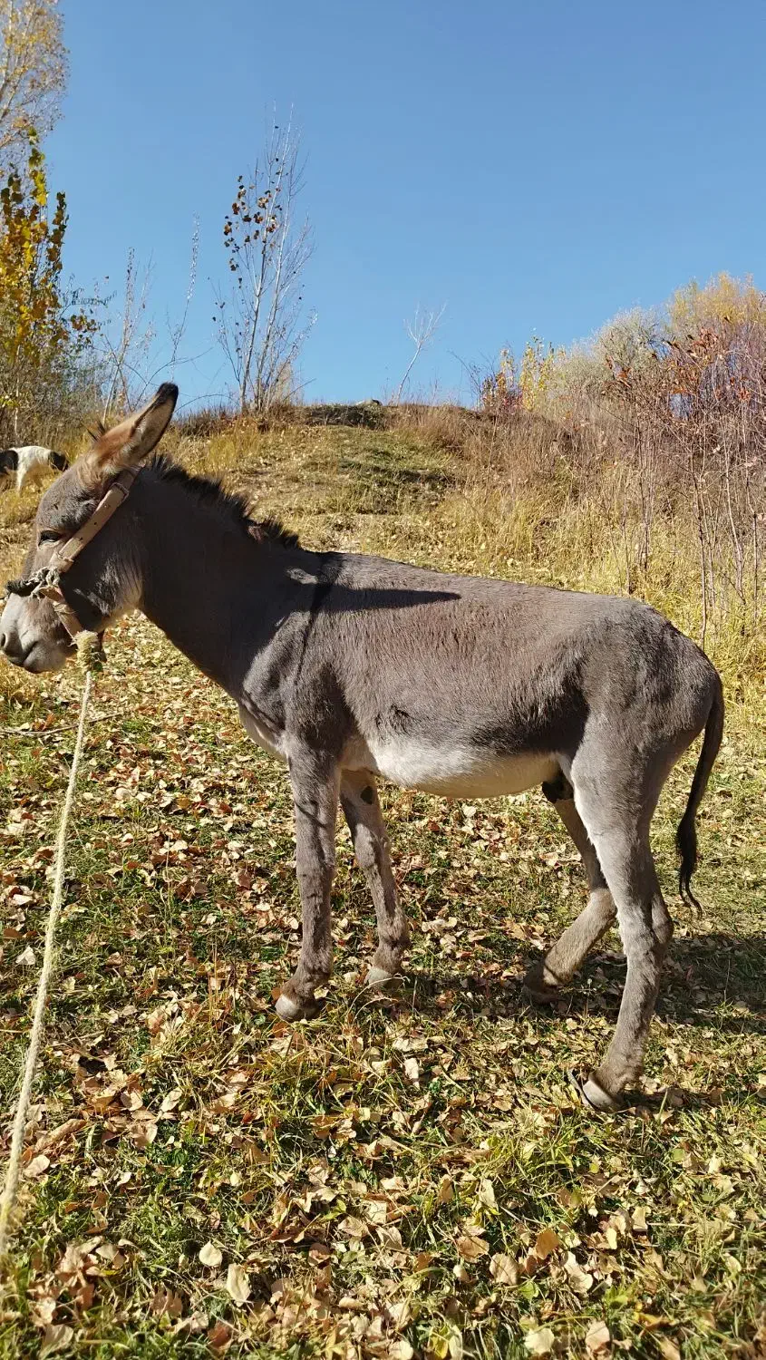 الاغ|حیوانات مزرعه|قره پشتلو, |دیوار