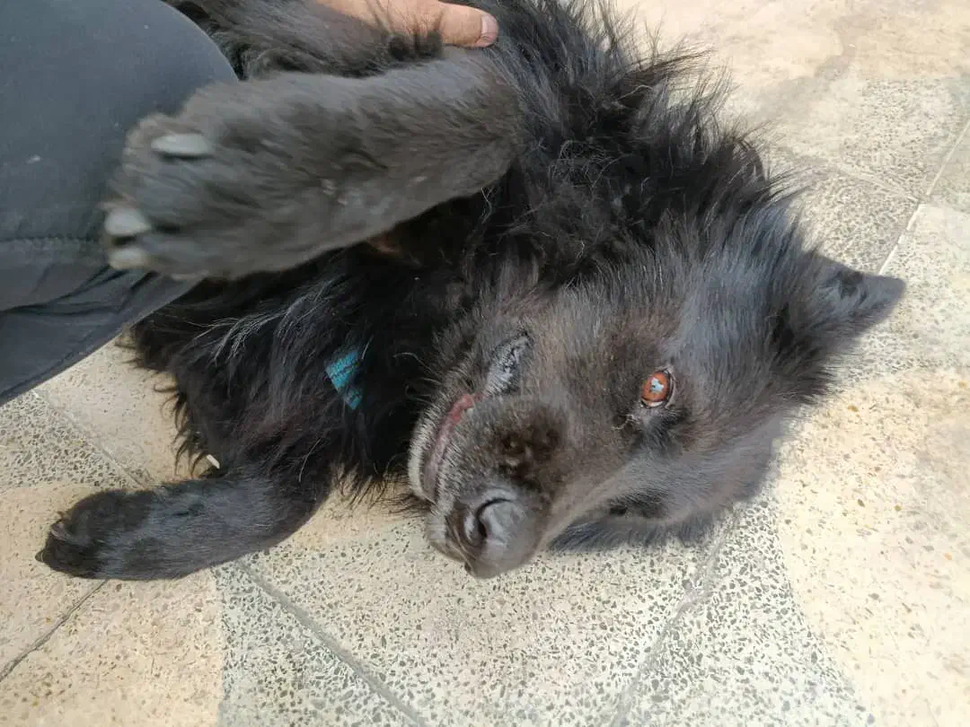 فروش سگ ژرمن بلک شولاین|سگ|شیراز, لب آب|دیوار