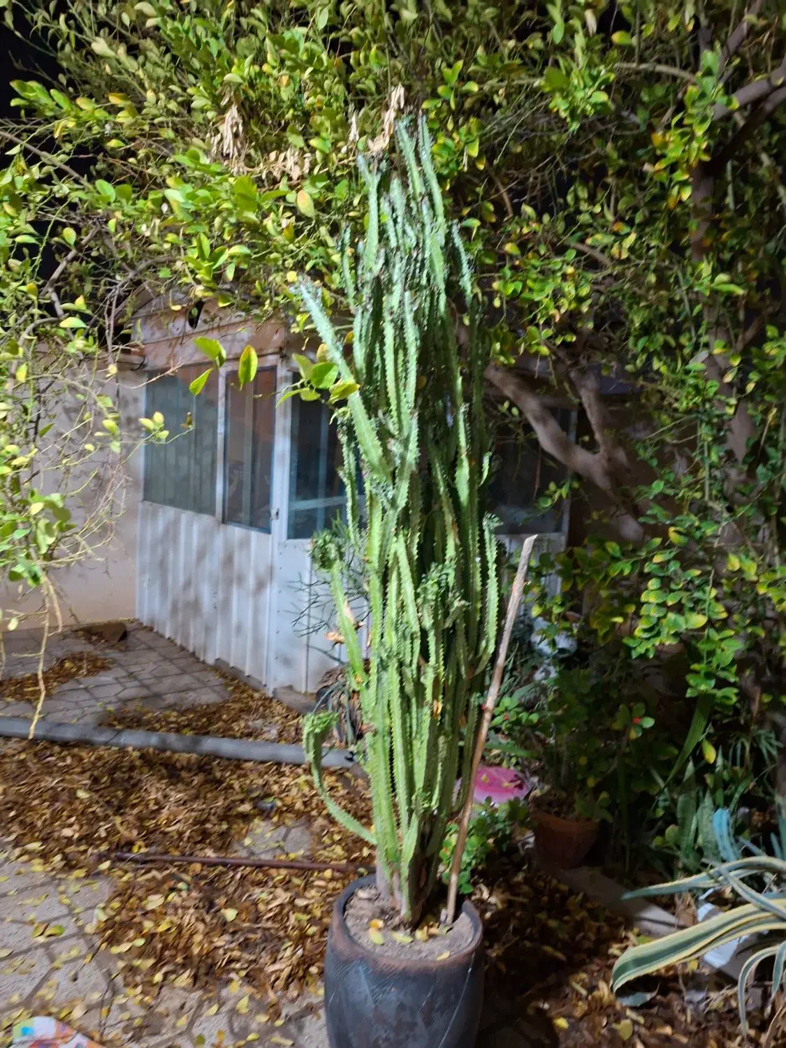 گل و گیاه|گل و گیاه طبیعی|بوشهر, |دیوار