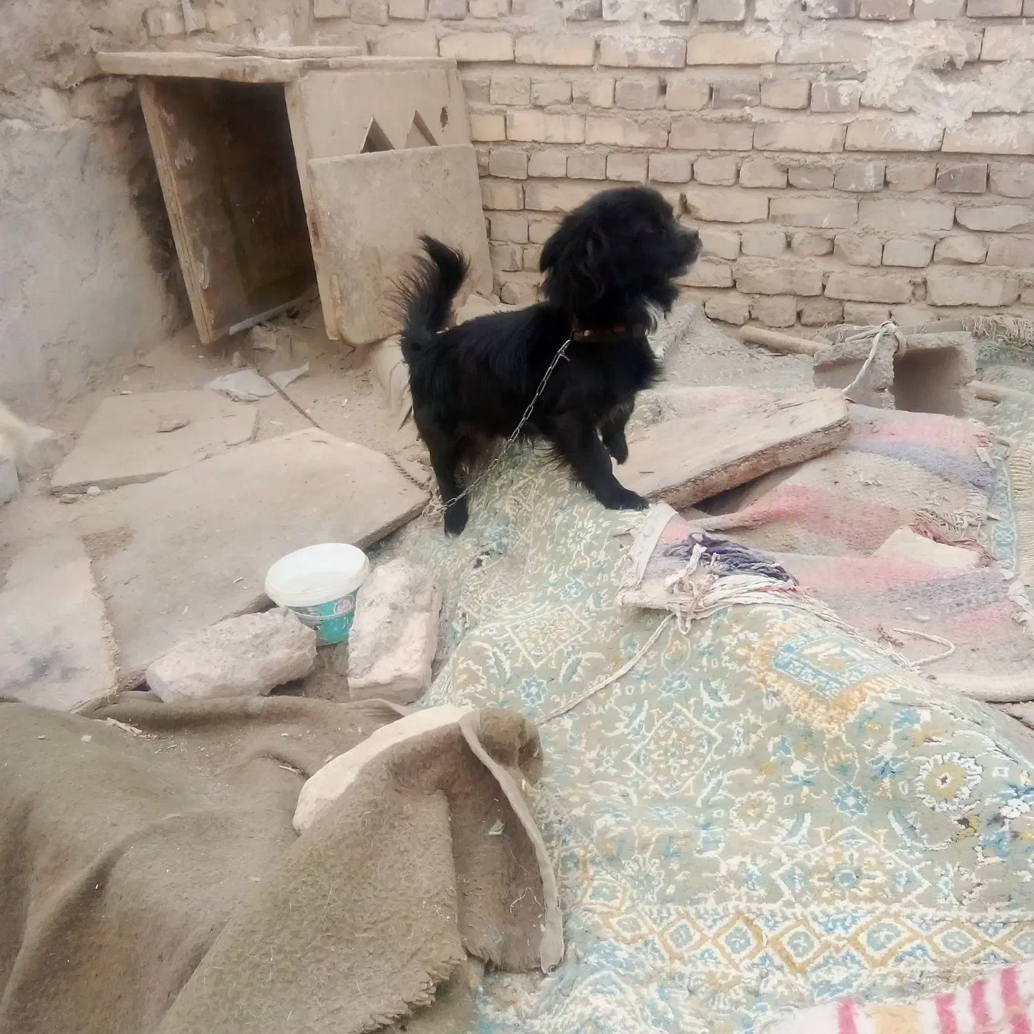 سگ فروشی|سگ|زابل, |دیوار