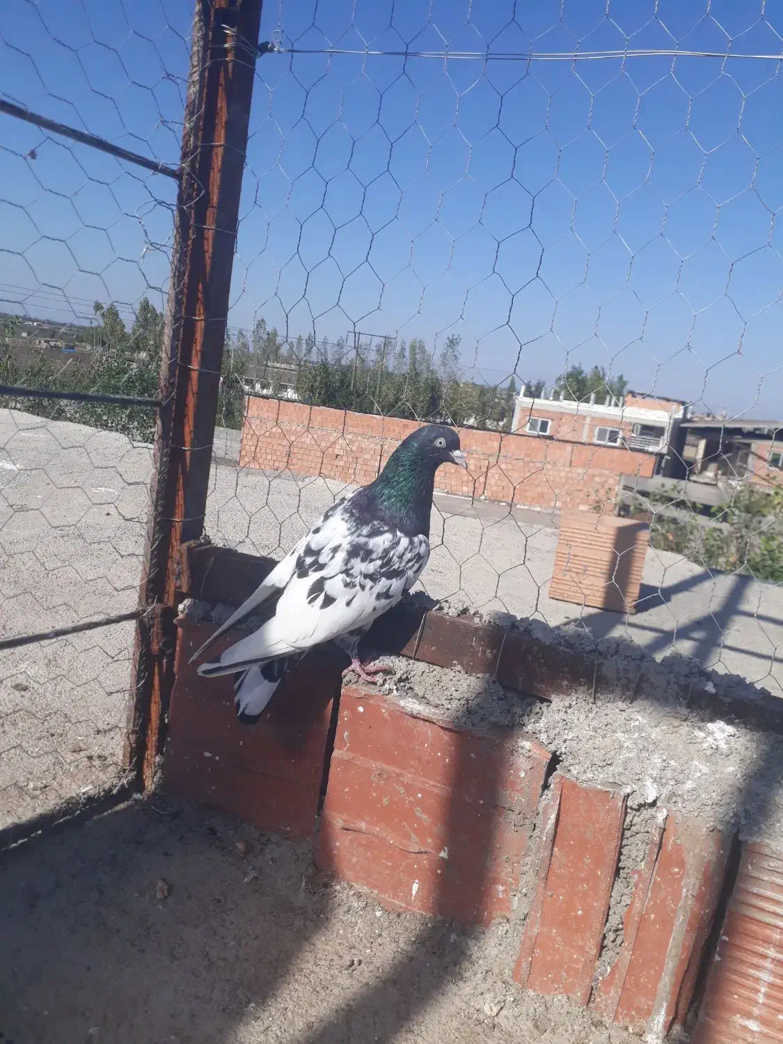 کبوتر ماده سینه سیاه قریب گیری|پرنده|مزرعه کتول, |دیوار