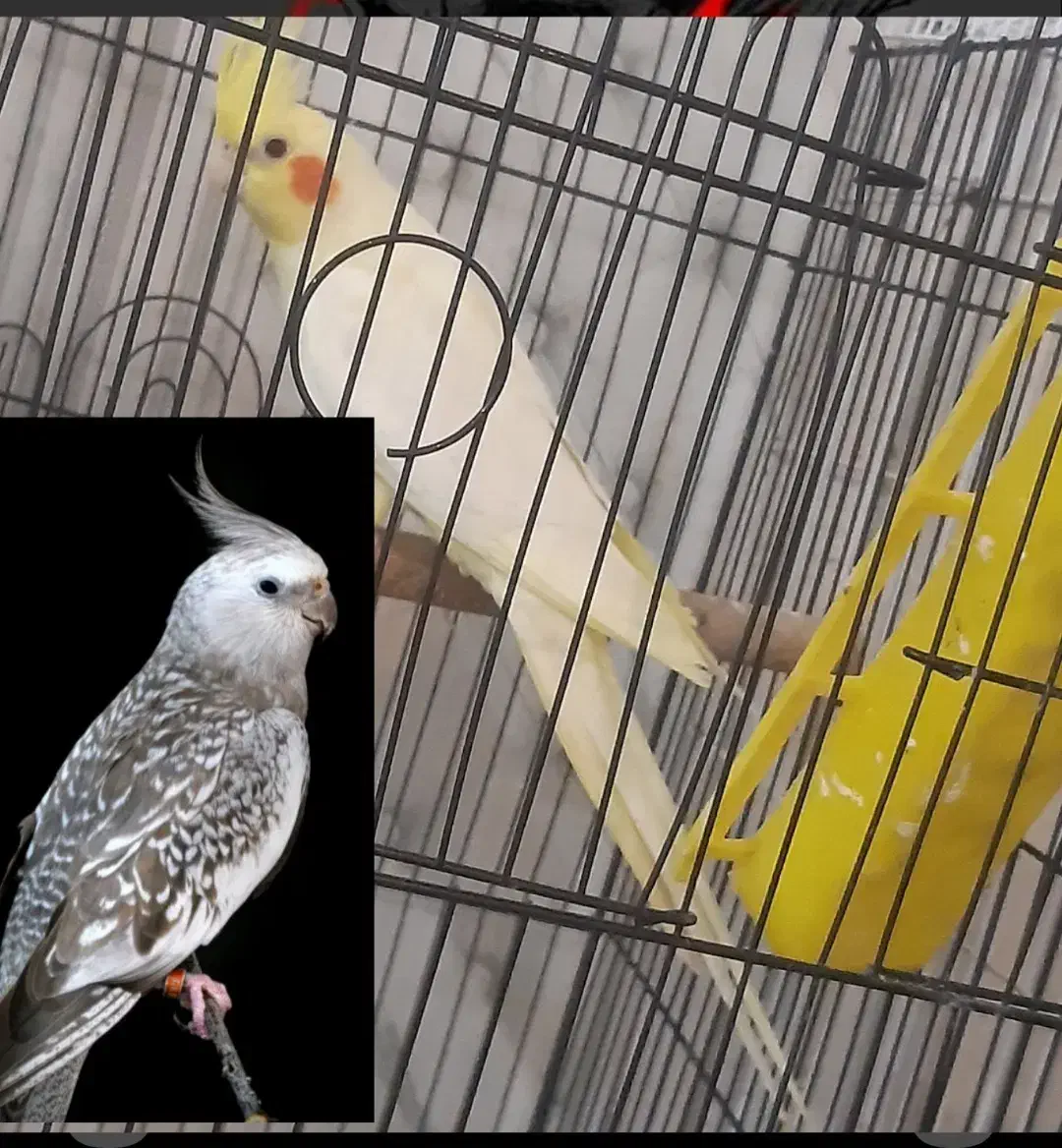 حراج قیمت ۱۷۰۰ مفت عروس هلندی  . دانه ۹۰۰|حراج|علی‌آباد کتول, |دیوار