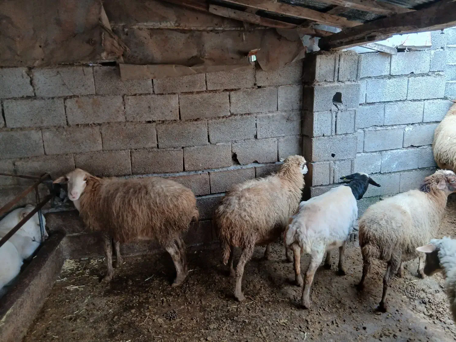 گوسفندو بزوبزغاله|حیوانات مزرعه|املش, |دیوار