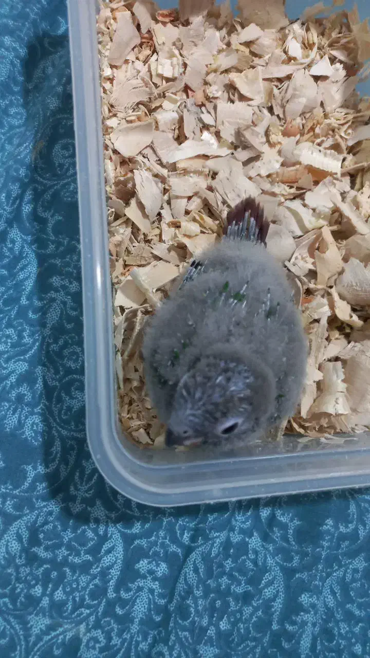 گرینچیک سرلاکی|پرنده|تبریز, |دیوار