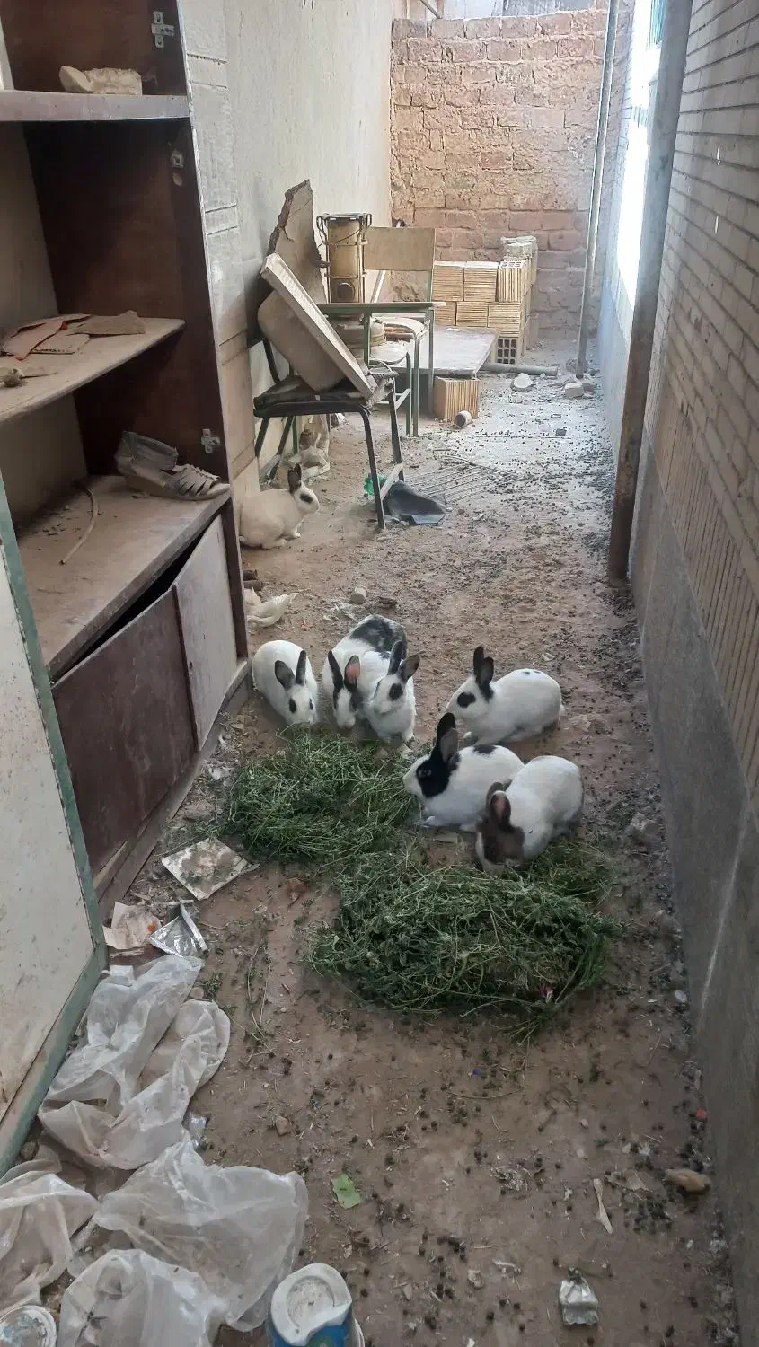 خرگوش ۹تا|موش و خرگوش|شراء, |دیوار