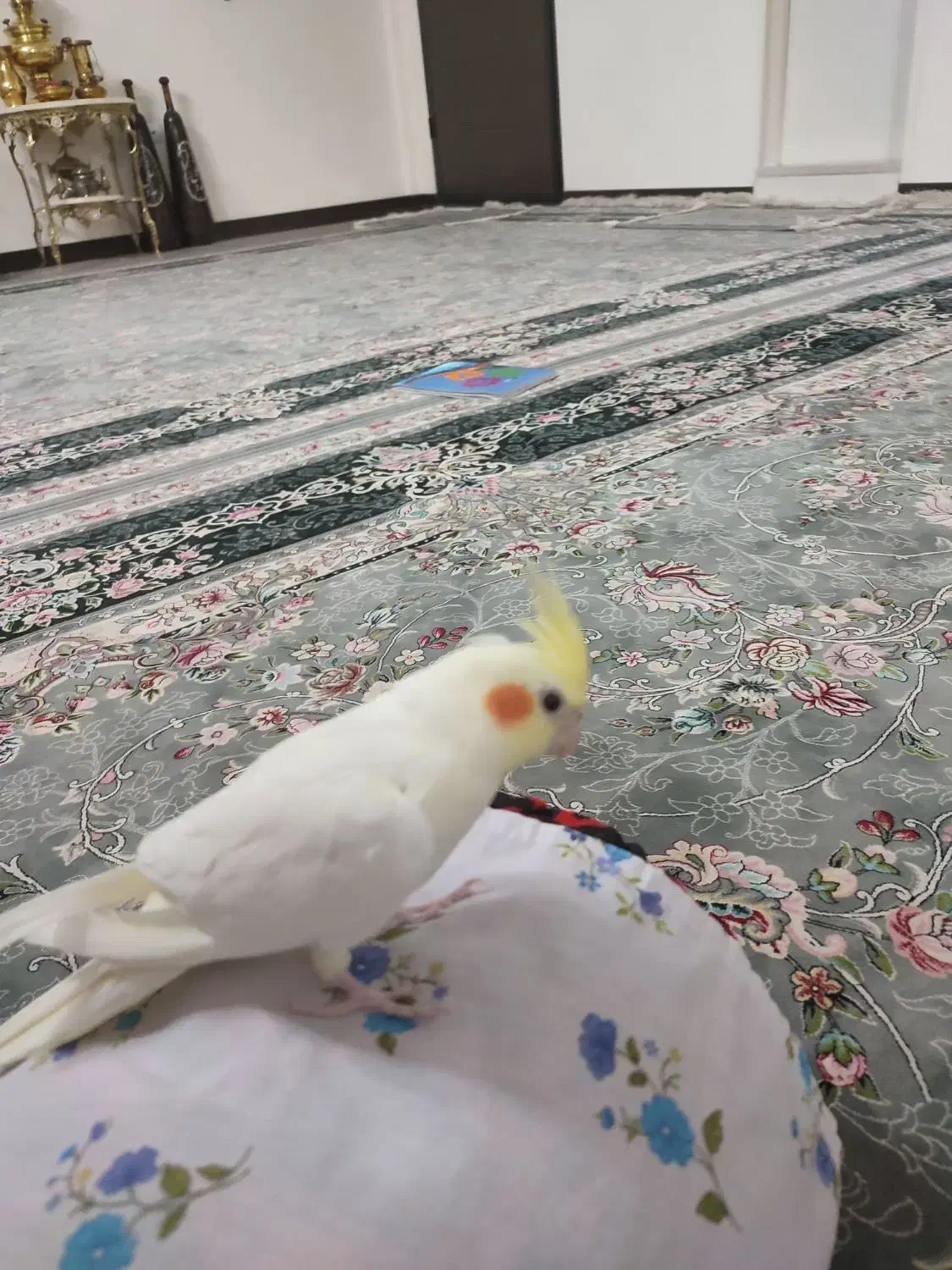 عروس هلندی نر|پرنده|بومهن, |دیوار