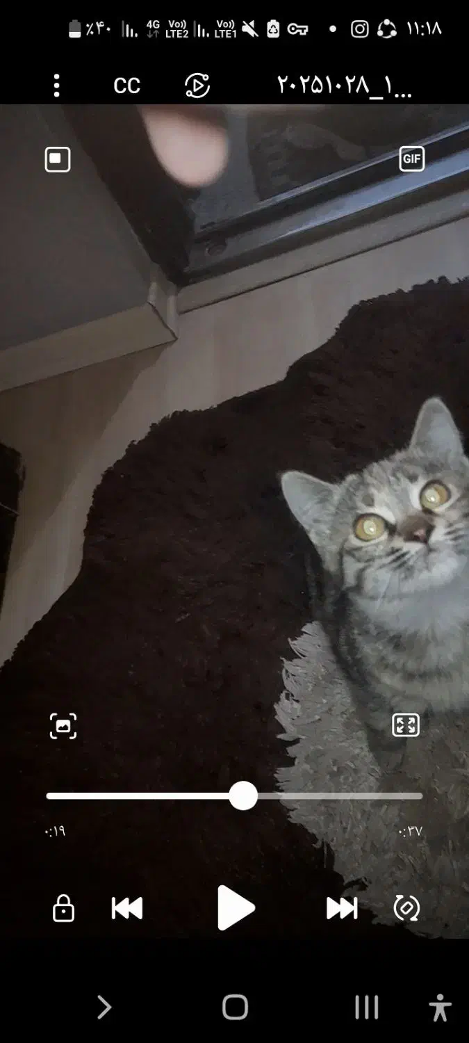 هرجا گربه رو دیدین این گربه تو شهرک آزادی|گربه|اردبیل, |دیوار