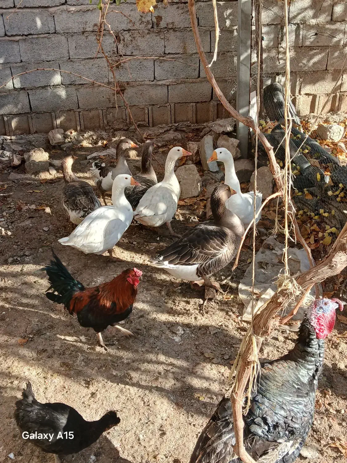 مرغ خروس غاز غو غاز|حیوانات مزرعه|بیلوار, |دیوار