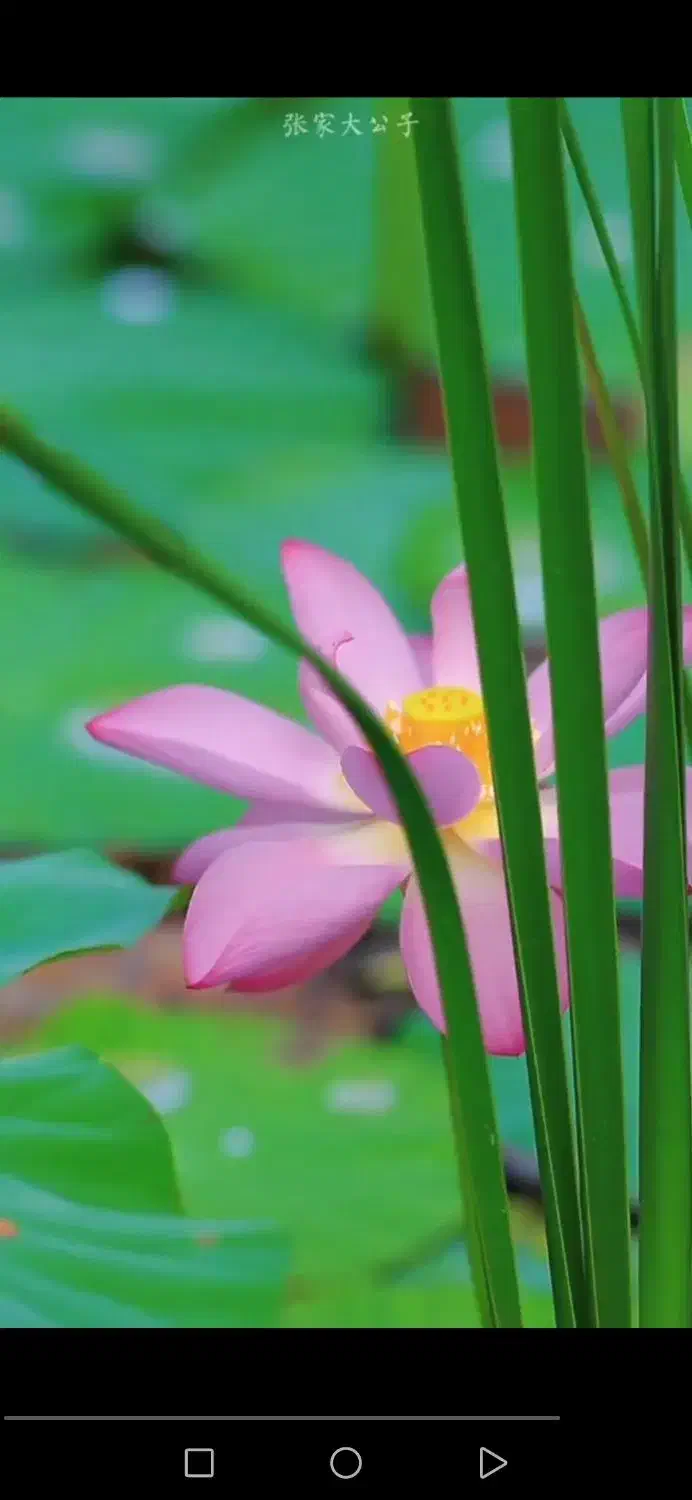 خط تلفن ثابت|سیم‌کارت|قم, بنیاد|دیوار