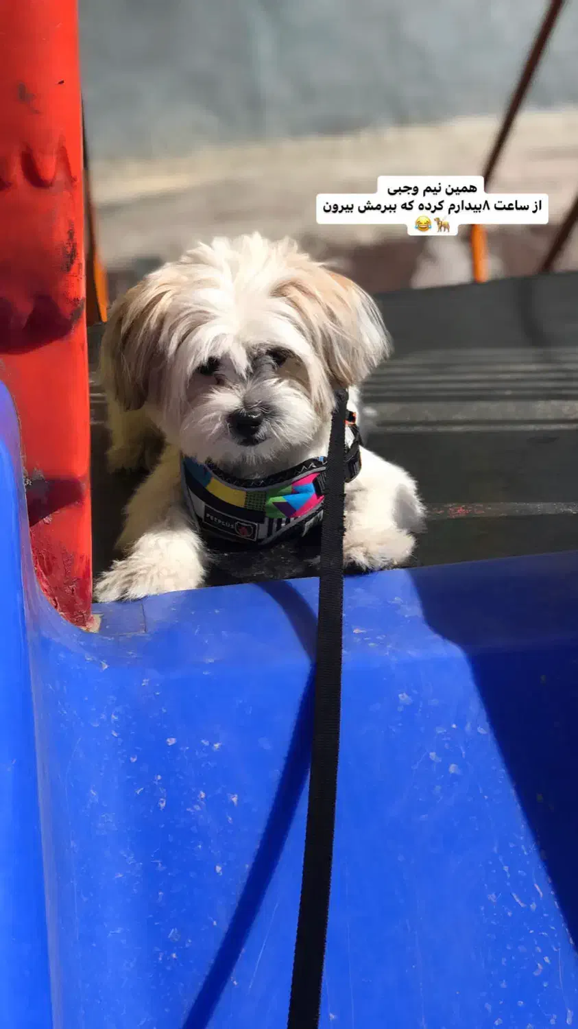 سگ باهوش|سگ|مشهد, شهرک بهارستان|دیوار