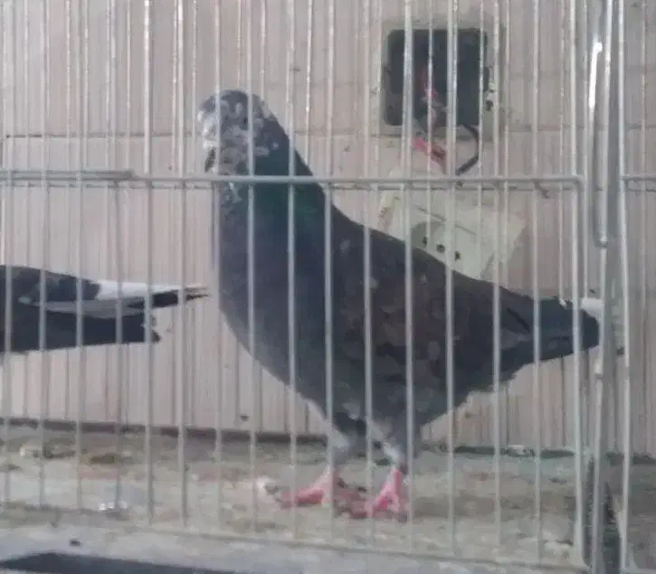 ۳۵عدد کفتر خوب غریب|پرنده|کوهدشت, |دیوار