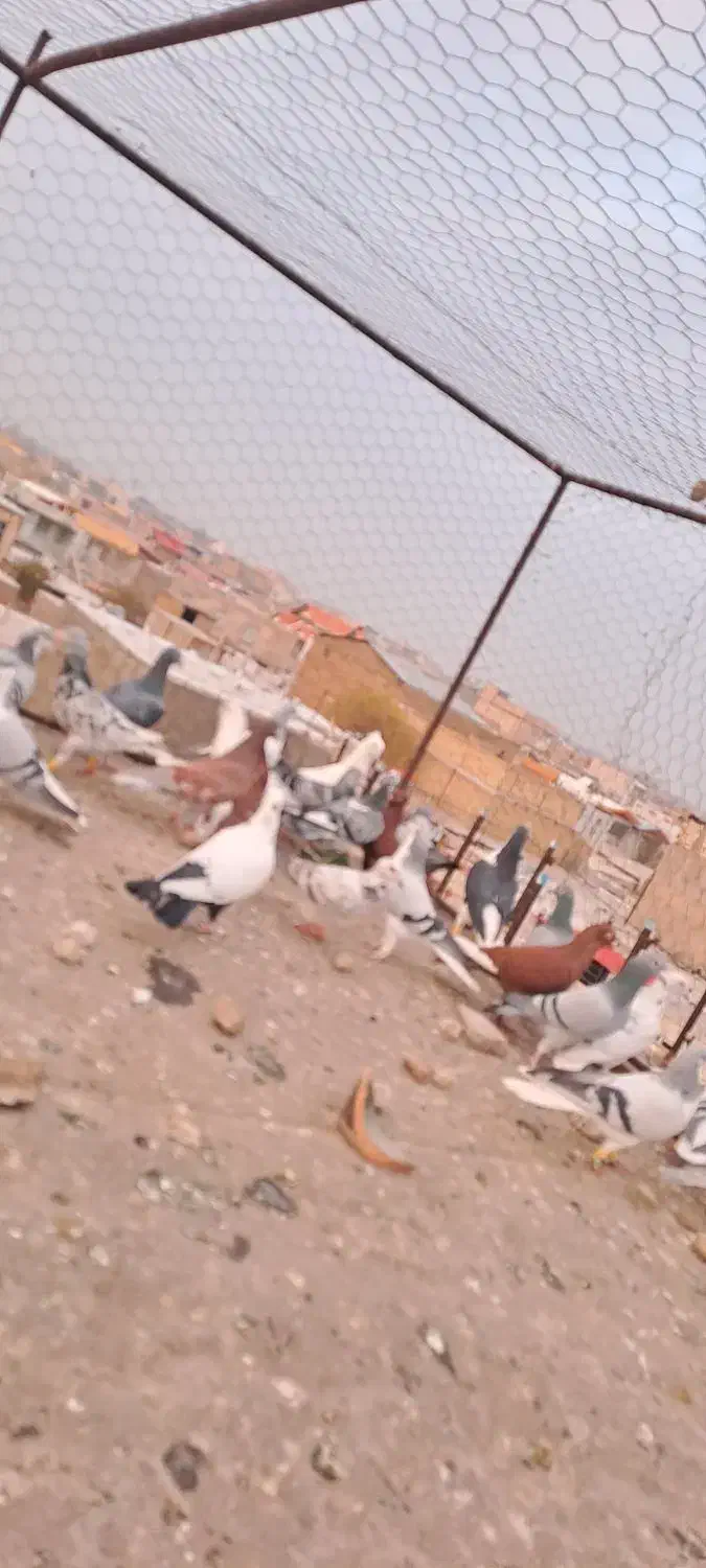 ۳۲عدد کفتر پرشی|پرنده|تاکستان, |دیوار