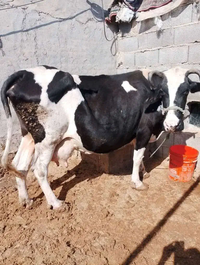 گاو خارجی حامله با گوساله نر آلمانی|حیوانات مزرعه|بندر ماهشهر, |دیوار