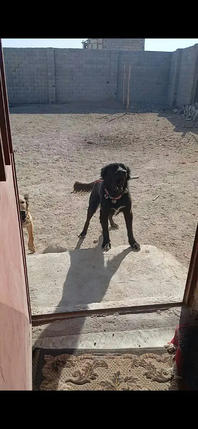 سگ ادمی|سگ|فلاورجان, |دیوار