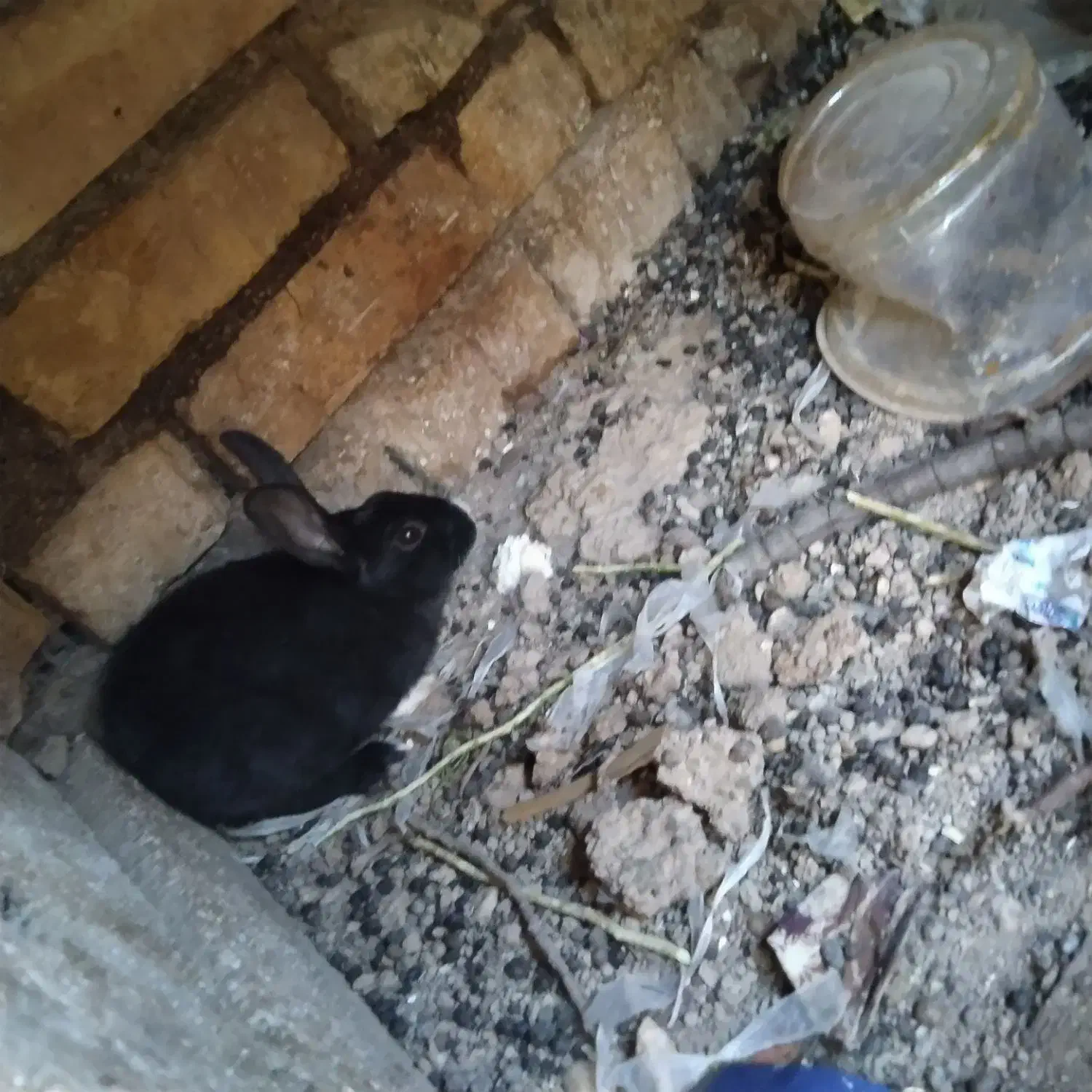 خرگوش|موش و خرگوش|لردگان, |دیوار