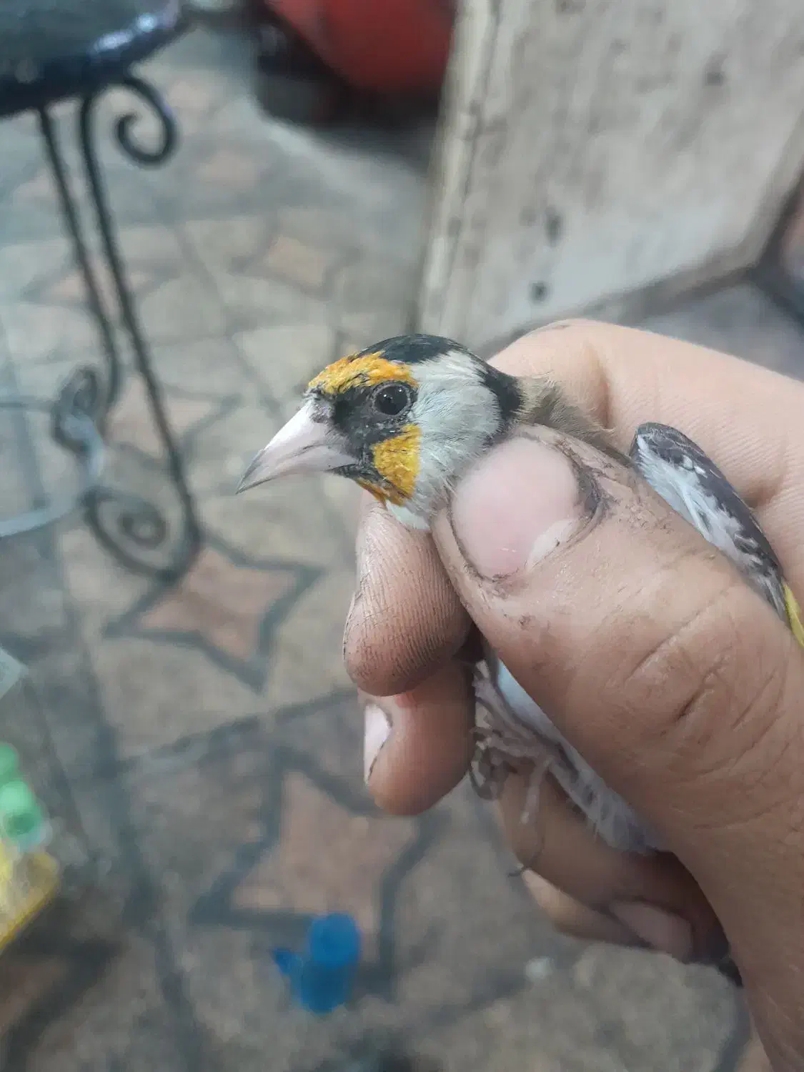 سهره ماده اماده|پرنده|اهواز, چهارصد دستگاه|دیوار