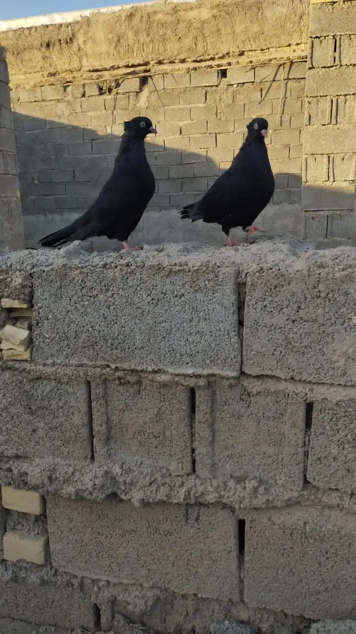 کفتر|پرنده|خرمشهر, |دیوار