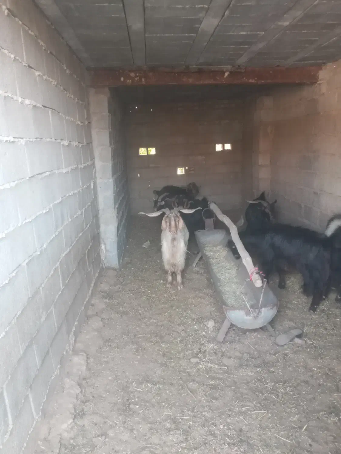 ۱۲راس‌پازن هم برای بذری خوبه هم برای پرواربندی|حیوانات مزرعه|نی‌ریز, |دیوار