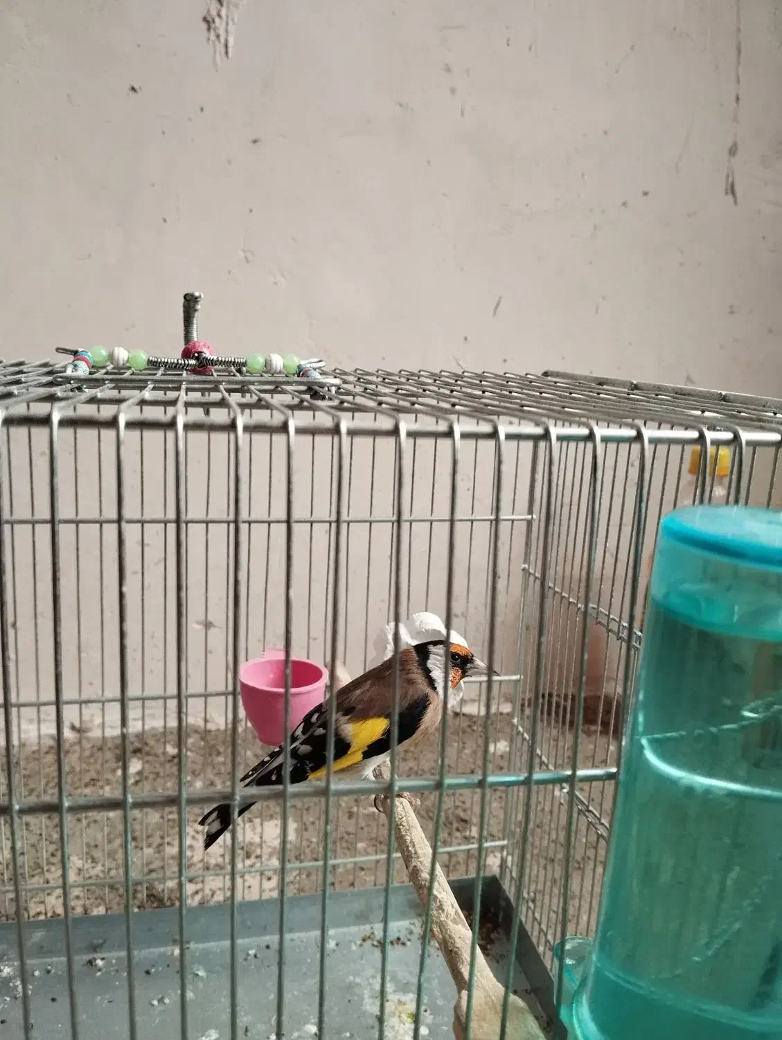 سهره زاده قفس|پرنده|سنقر, |دیوار