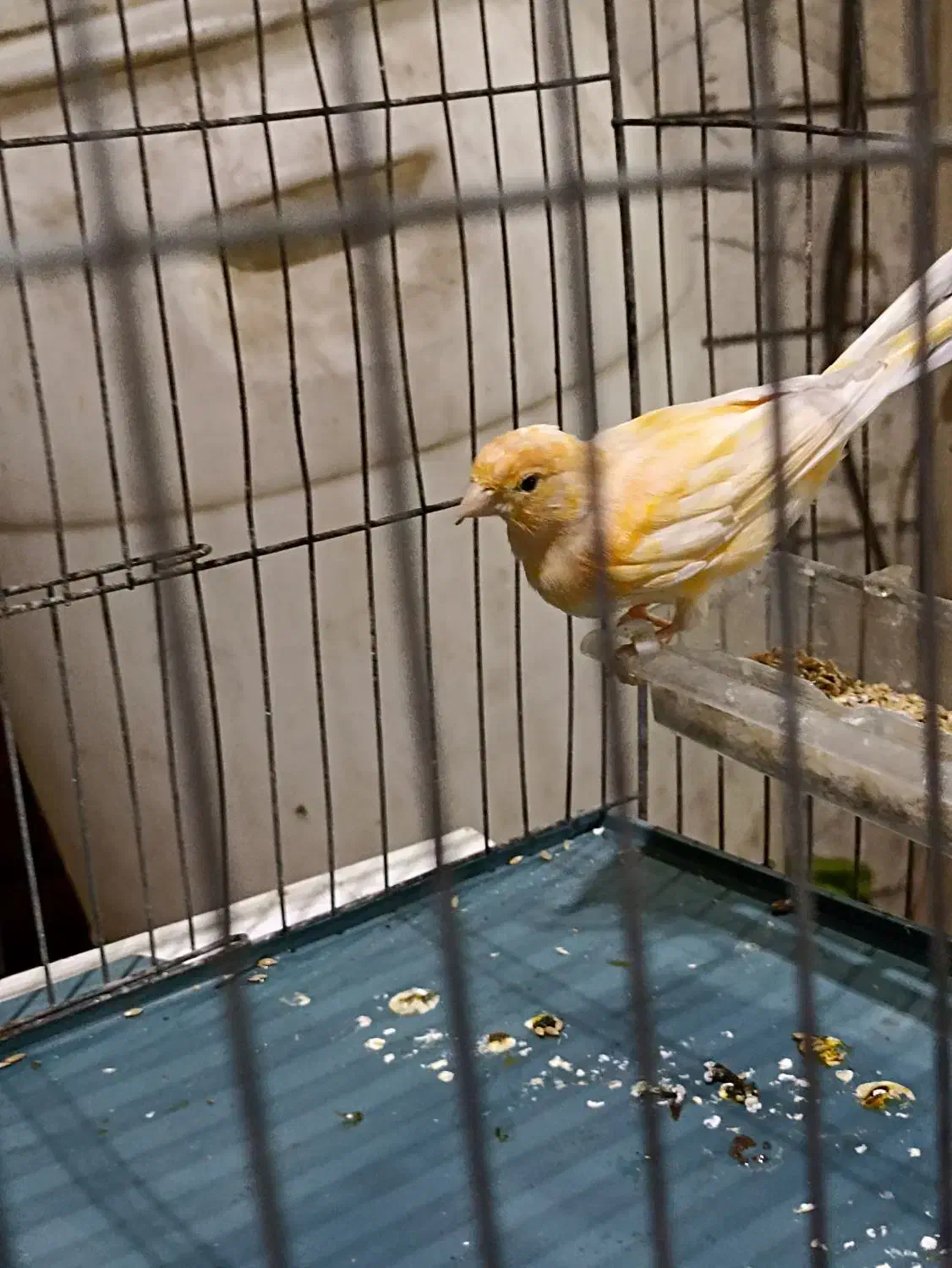 دوعددقناری نر یک دونه سره قناری نر|پرنده|اسلامشهر, صادقیه|دیوار