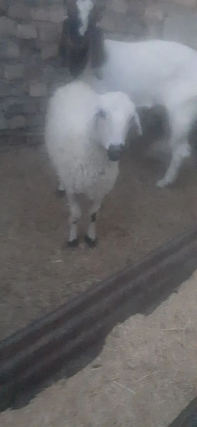 گوسفند ابست و بره|حیوانات مزرعه|زابل, |دیوار