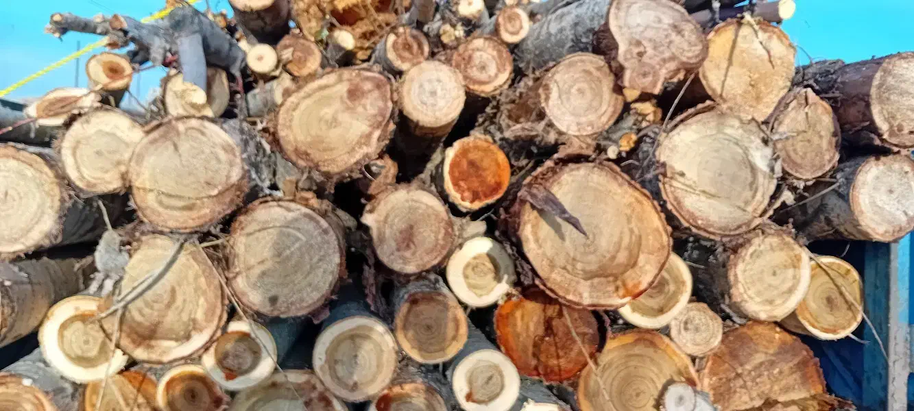 خریدانواع صنوبر بید چوب میوه خرید بادریز|خدمات باغبانی و درختکاری|اهر, |دیوار