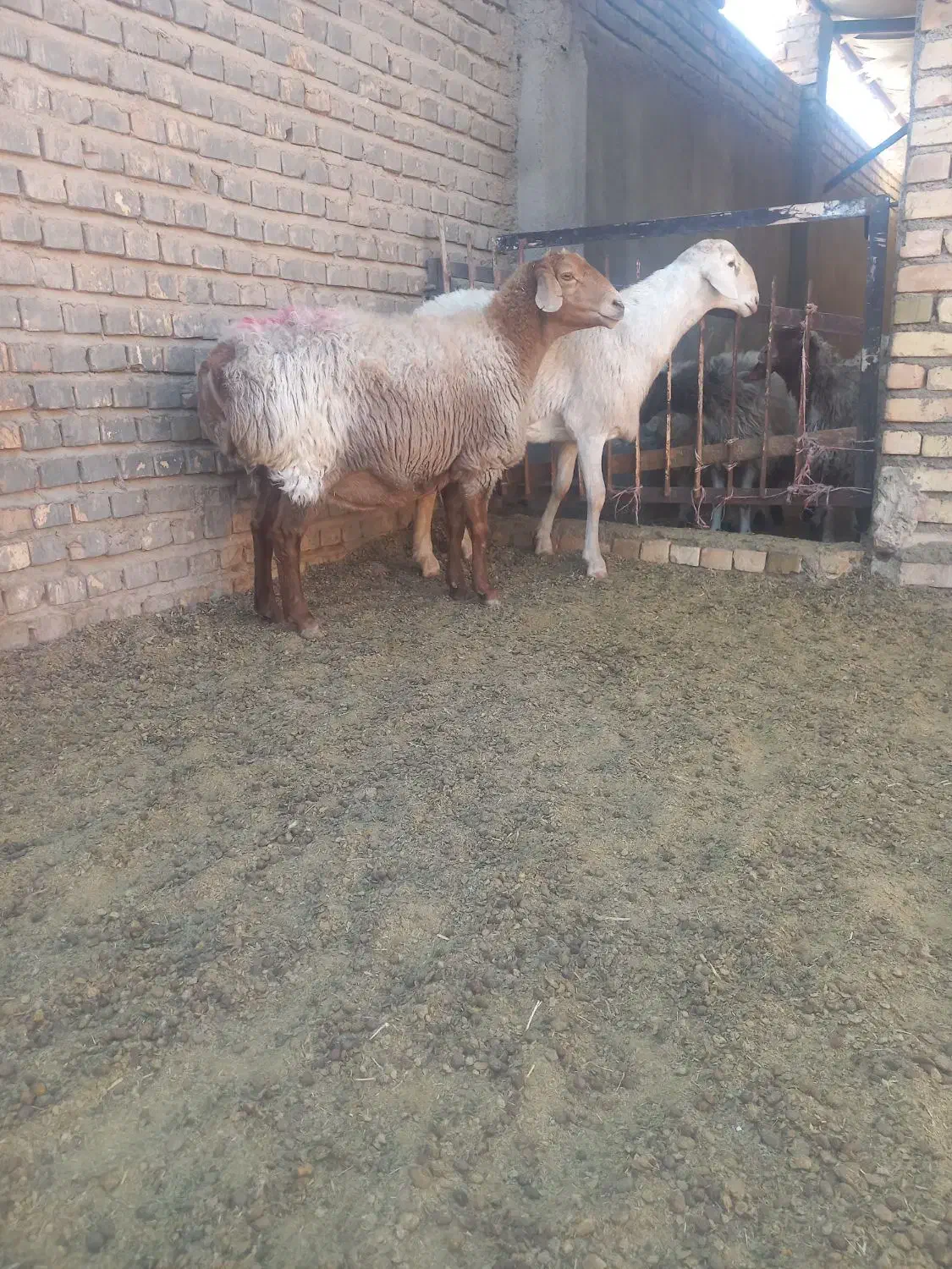 میش عربی در تربت جام|حیوانات مزرعه|تربت جام, کاریز نو سفلی|دیوار