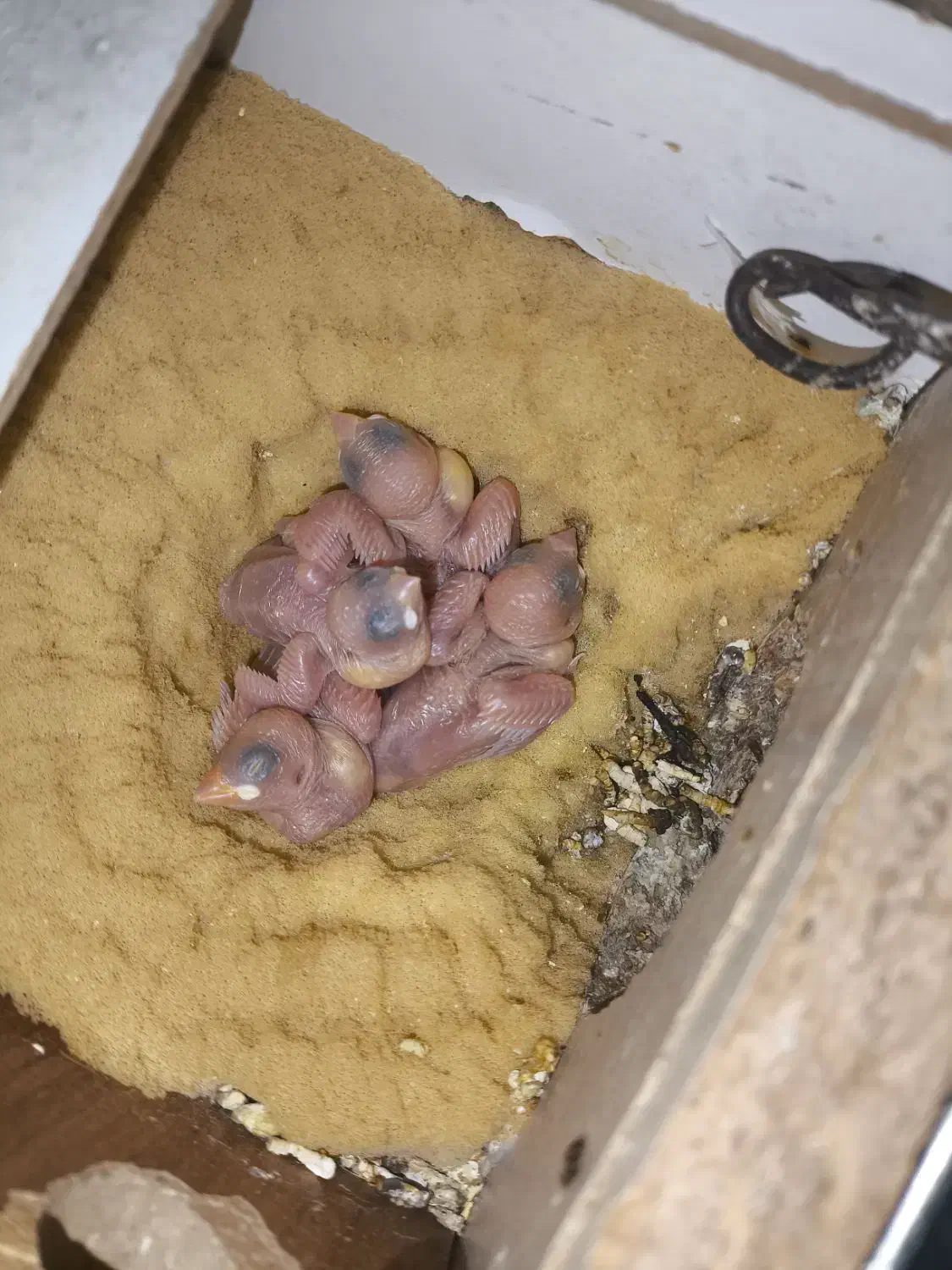 فنچ‌ نرگسی مولد جوان|پرنده|آباده, |دیوار