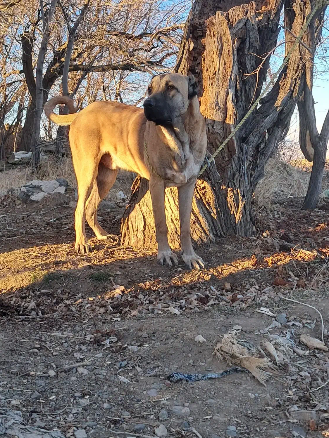 سگ سرابی|سگ|ابهر, |دیوار