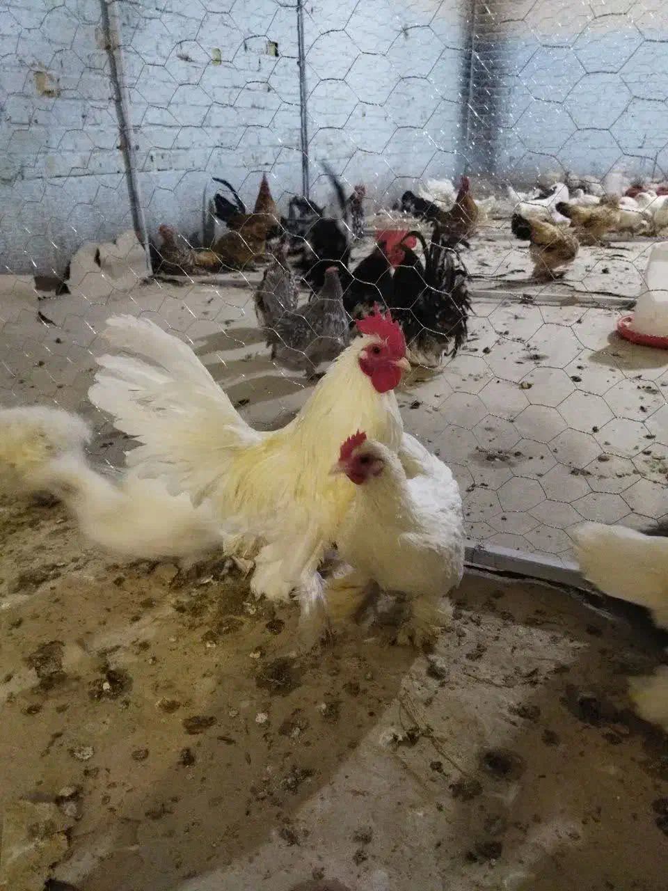 فروش و ثبت سفارش (پیش فروش ) تخم نطفه دار|حیوانات مزرعه|مشهد, ترمینال|دیوار