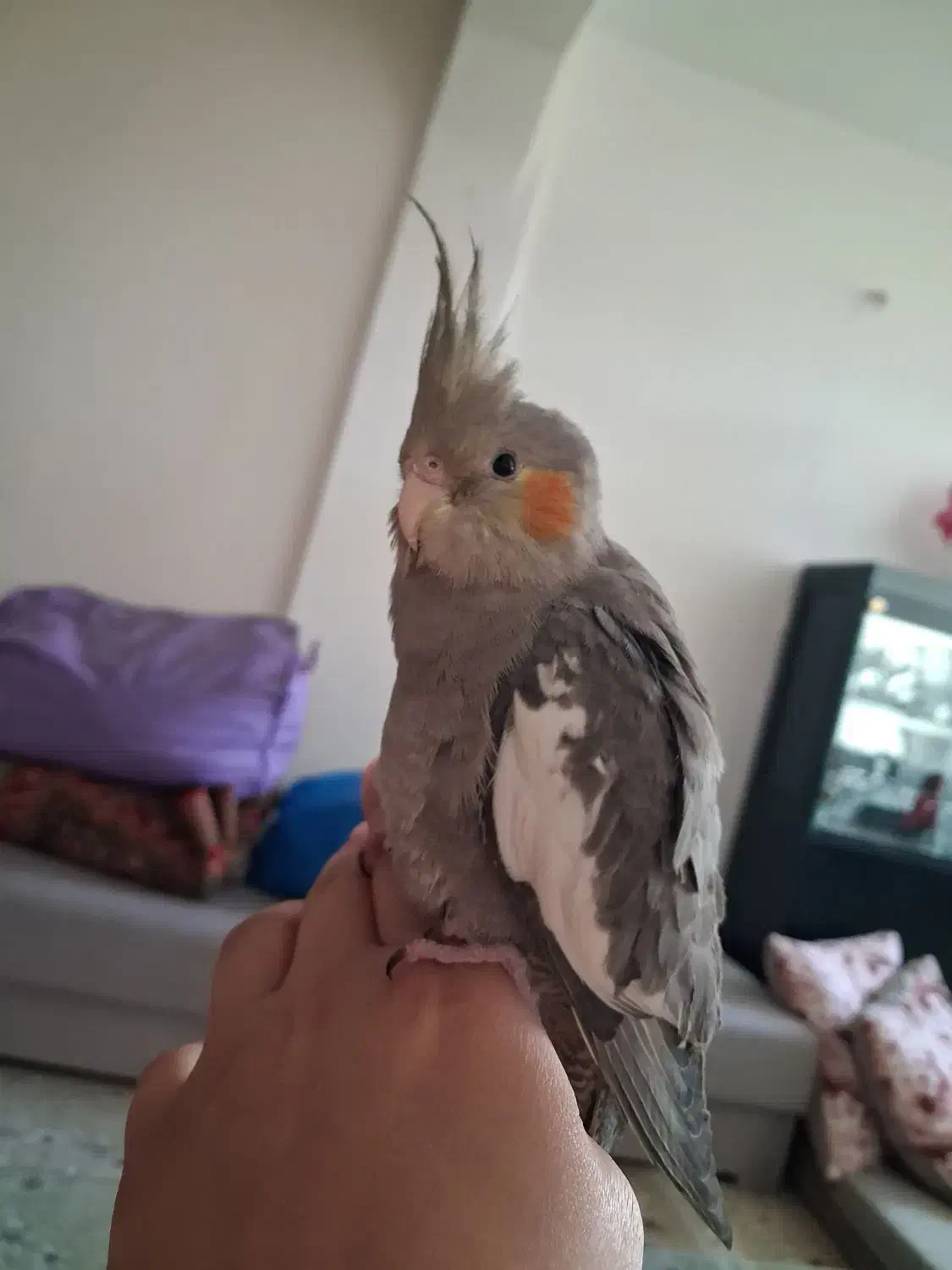 عروس نر|پرنده|محمدشهر, شهرک پیام (مهرالبرز)|دیوار