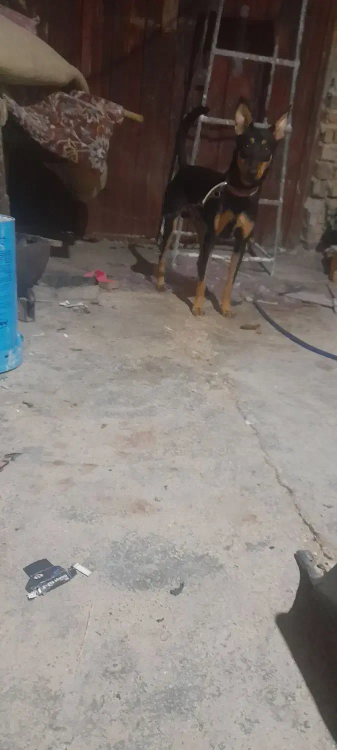 سگ نگهبان|سگ|آبادان, |دیوار