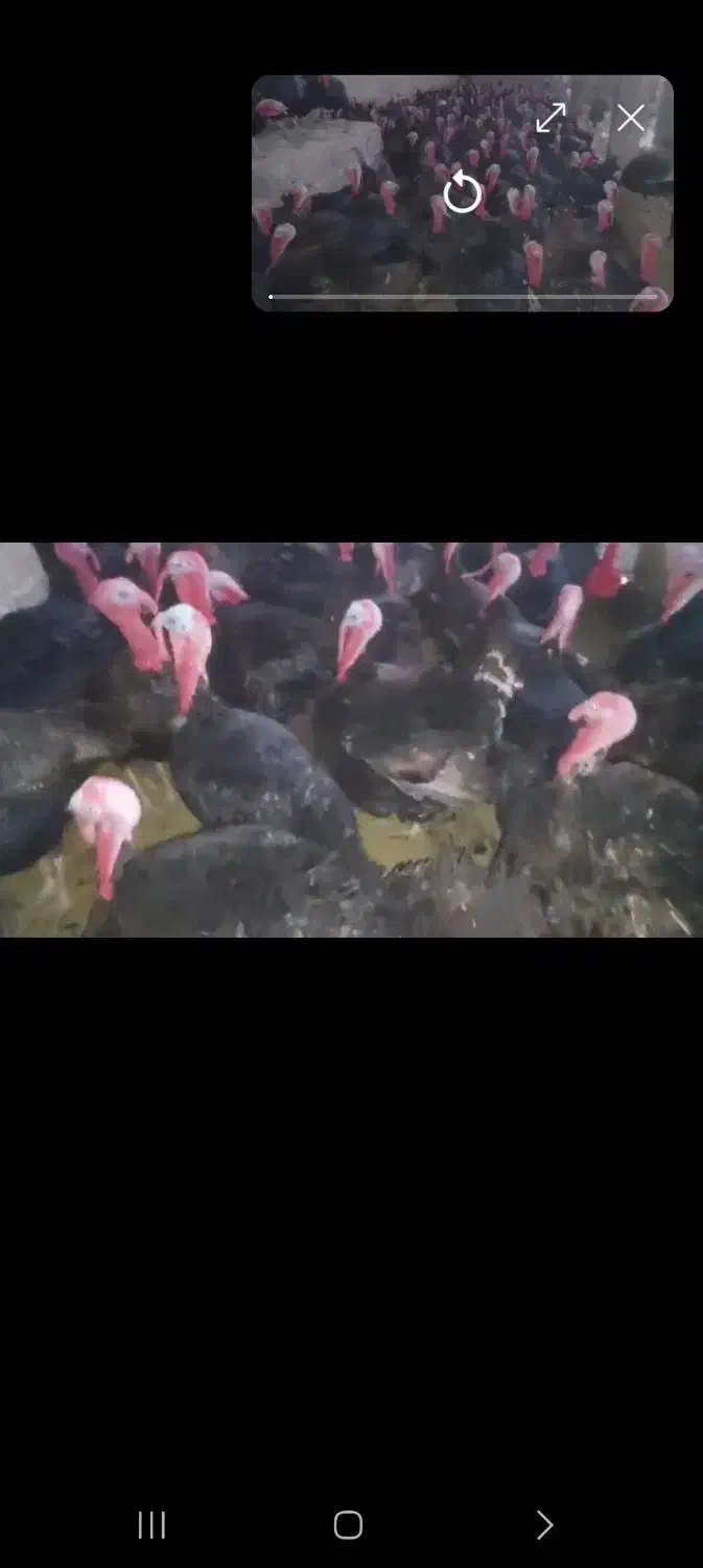 بوقلمون خرت ۲ساله|حیوانات مزرعه|سقز, |دیوار