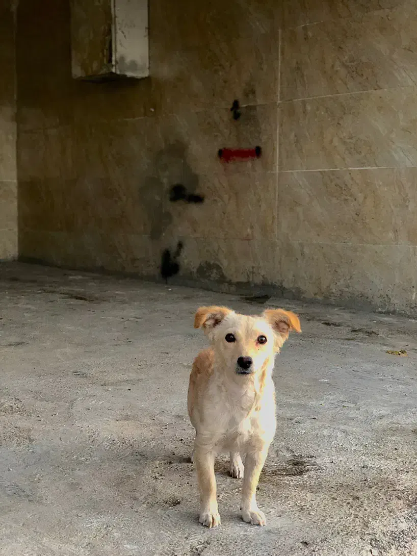 سگ پاکوتاه|سگ|آشخانه, |دیوار