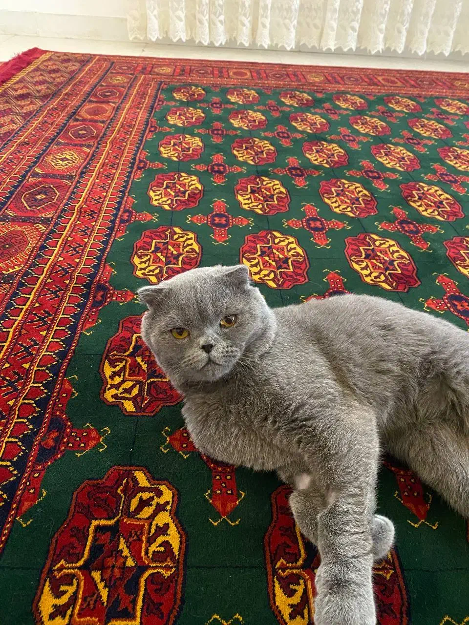 اسکاتیش نر جهت جفت‌گیری|گربه|گنبد کاووس, |دیوار