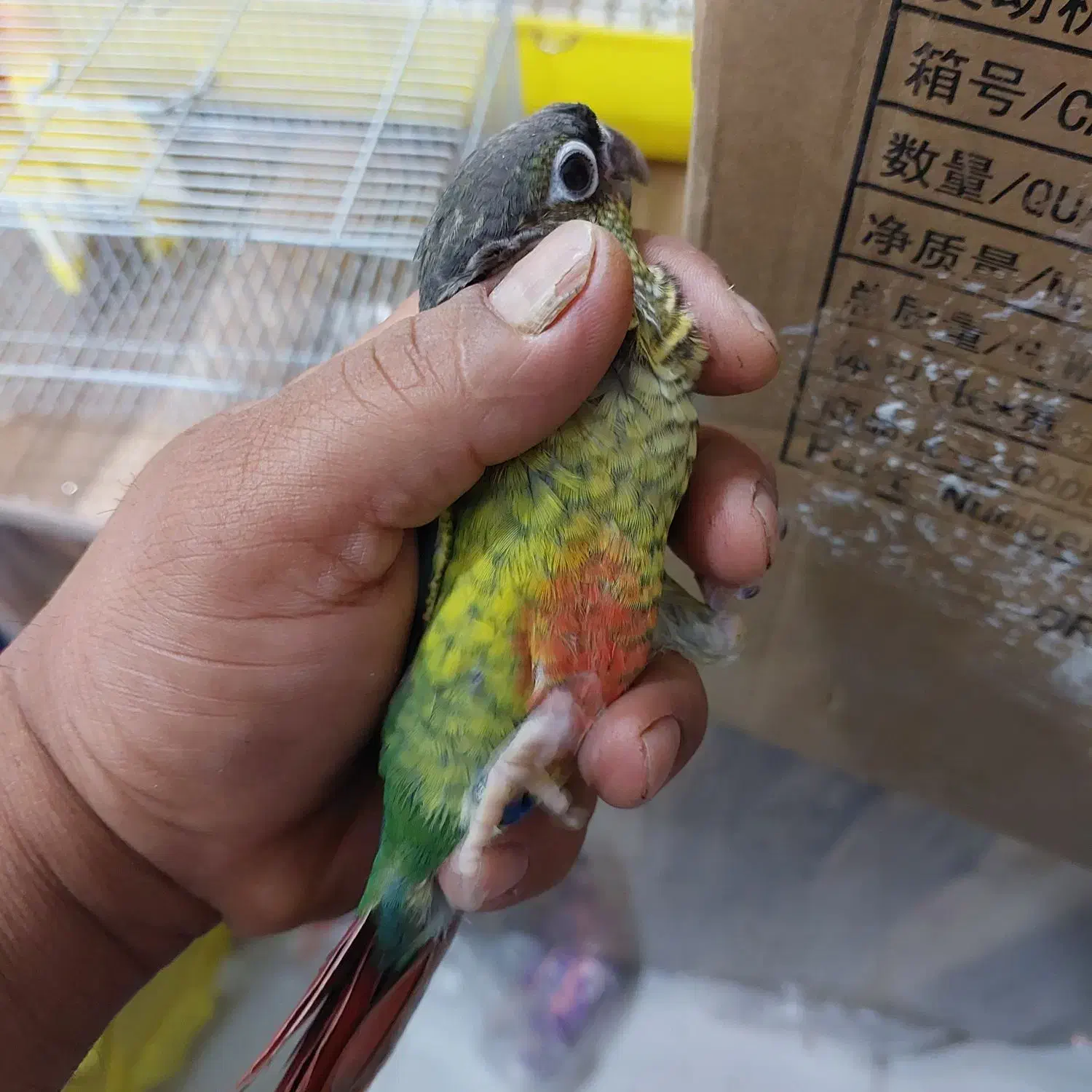 جوجه گرینچیک وعروس هلندی|پرنده|بندر کنگان, |دیوار