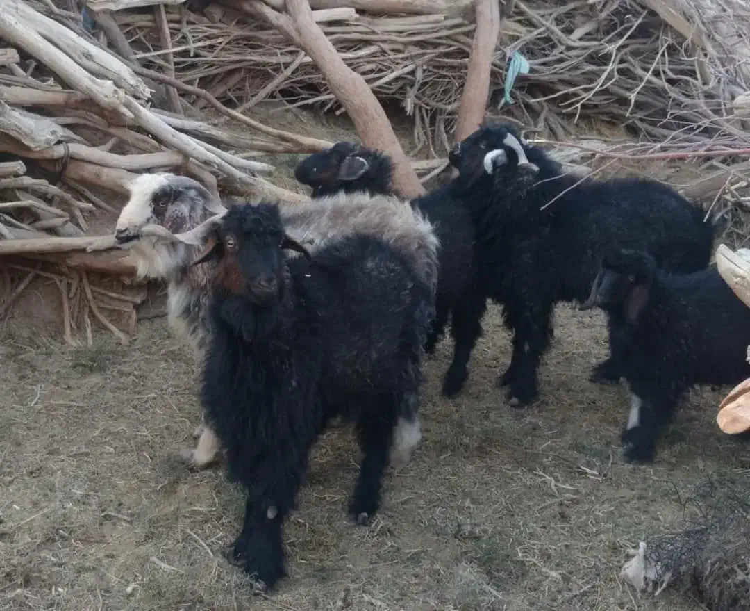 بز نر وطنی و روغن حیوانی|حیوانات مزرعه|هامون, |دیوار