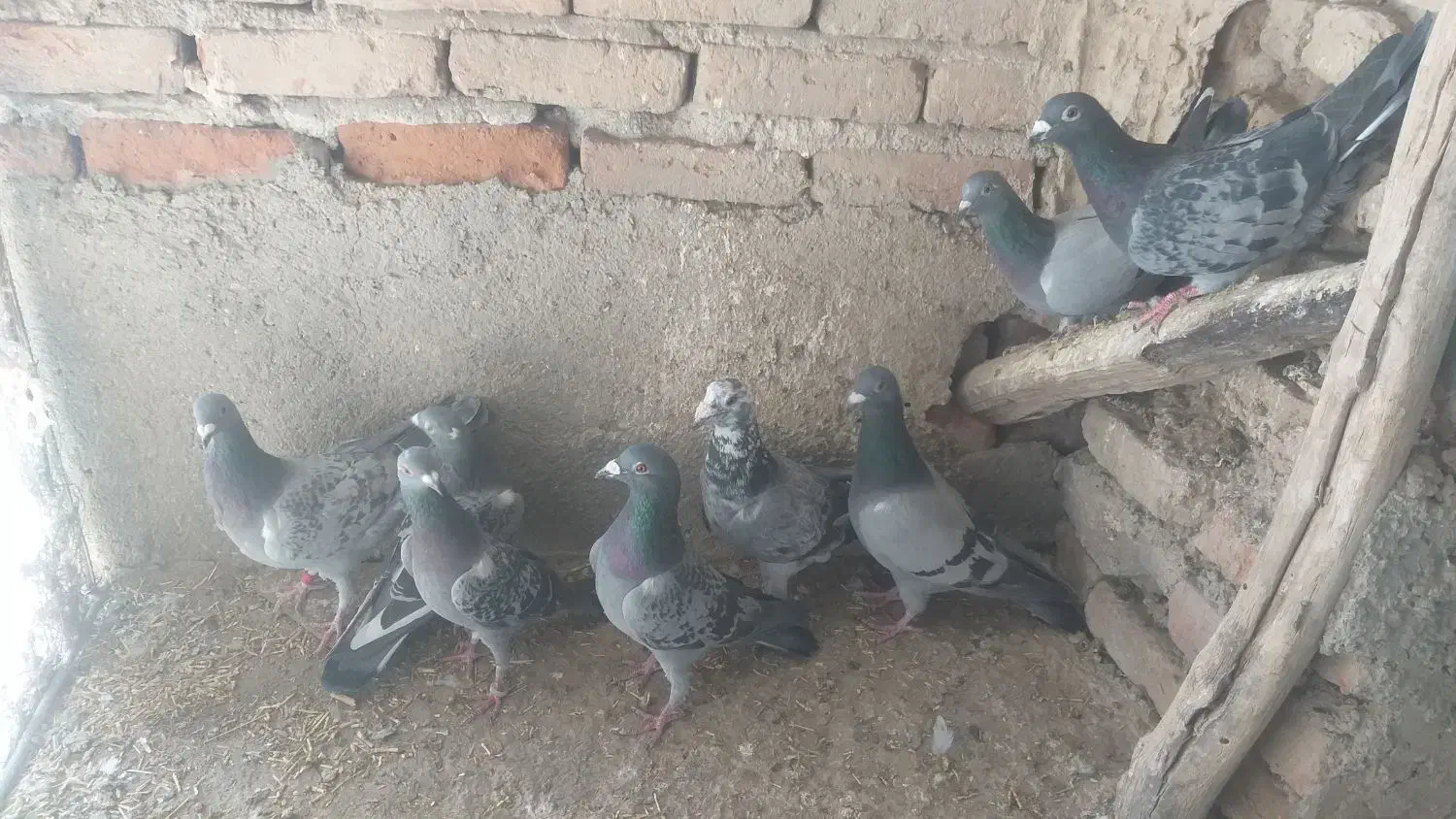 پلاکی|پرنده|بناب, |دیوار