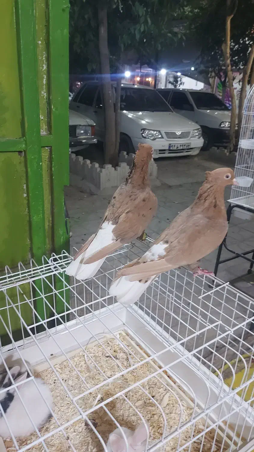 کفتر بی عیب|پرنده|شیراز, شهرک ولیعصر|دیوار